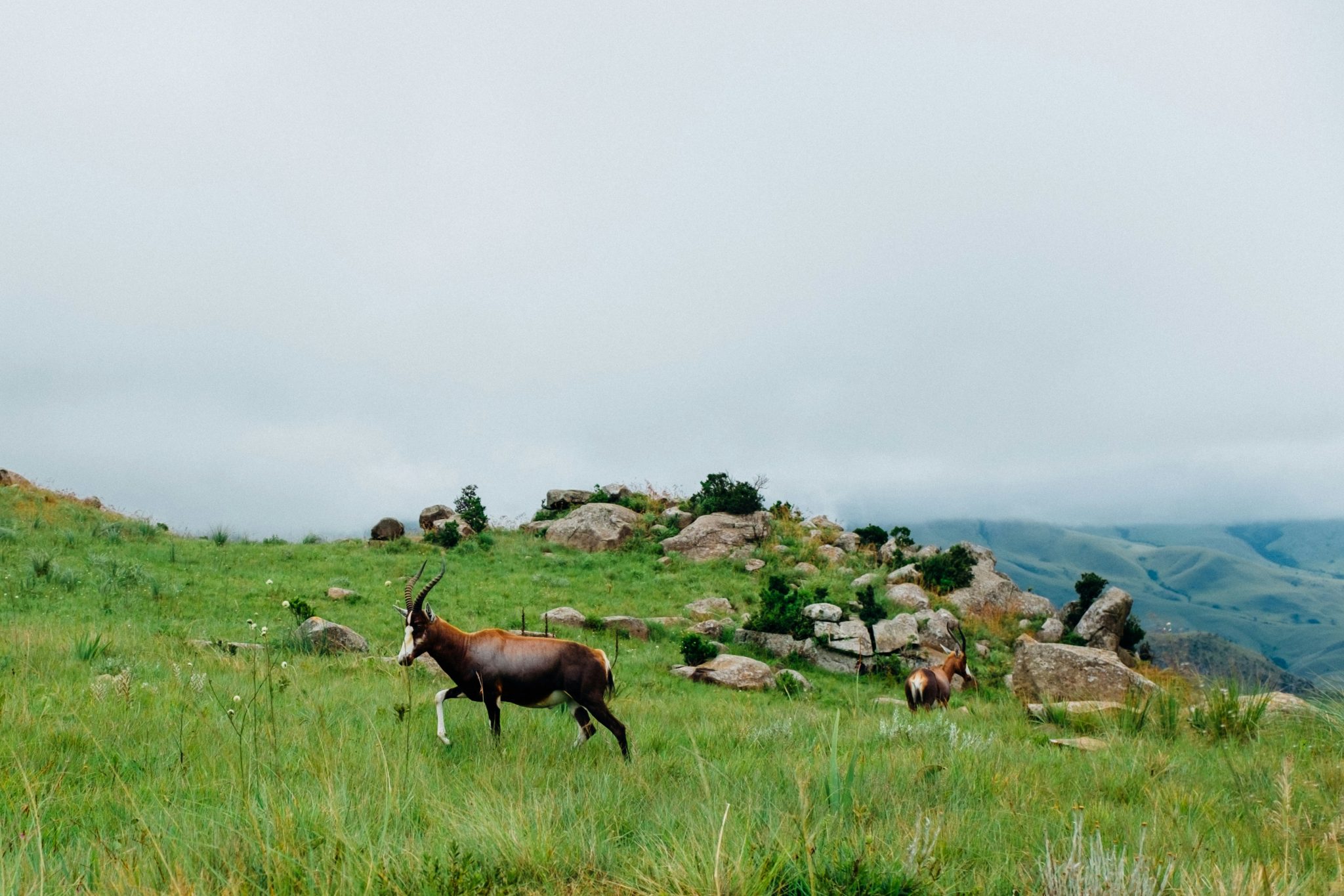 ada8d43e97_Eswatini-Photo-by-Ashim-DSilva-2048x1365.jpg