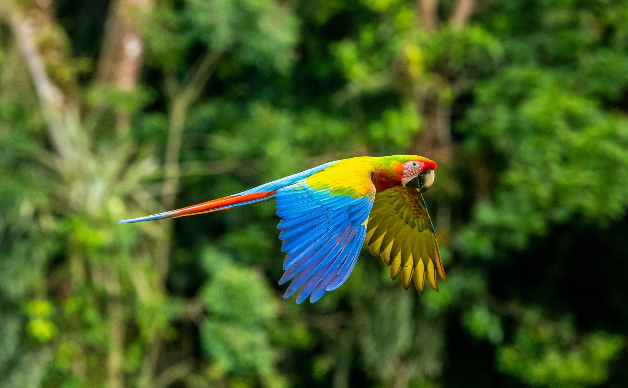 b3a7b5c035_Costa-Rica-Photo-by-Zdenek-Machacek-scaled.jpg